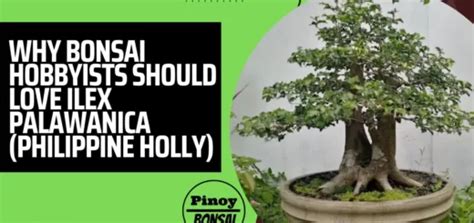 bantigue tree|Bantigue (Pemphis Acidula) Bonsai: Grow and Care Guide .